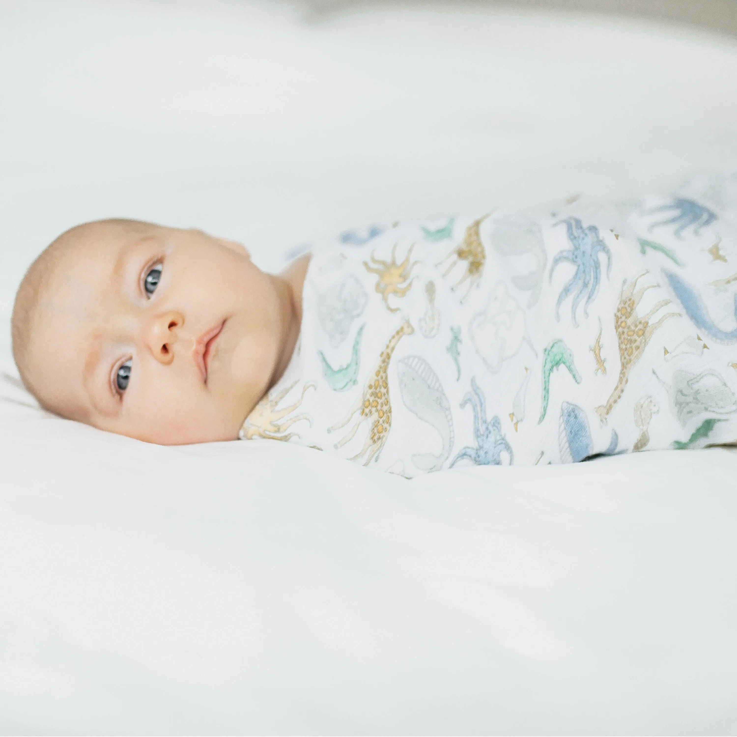 aden   anais Cotton Muslin Swaddles Natural History 4 pack Blanket